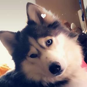 Meet your Posher, Alexis